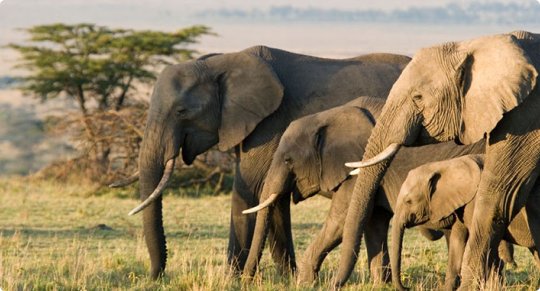 SleepOver Safaris Day Tour Options